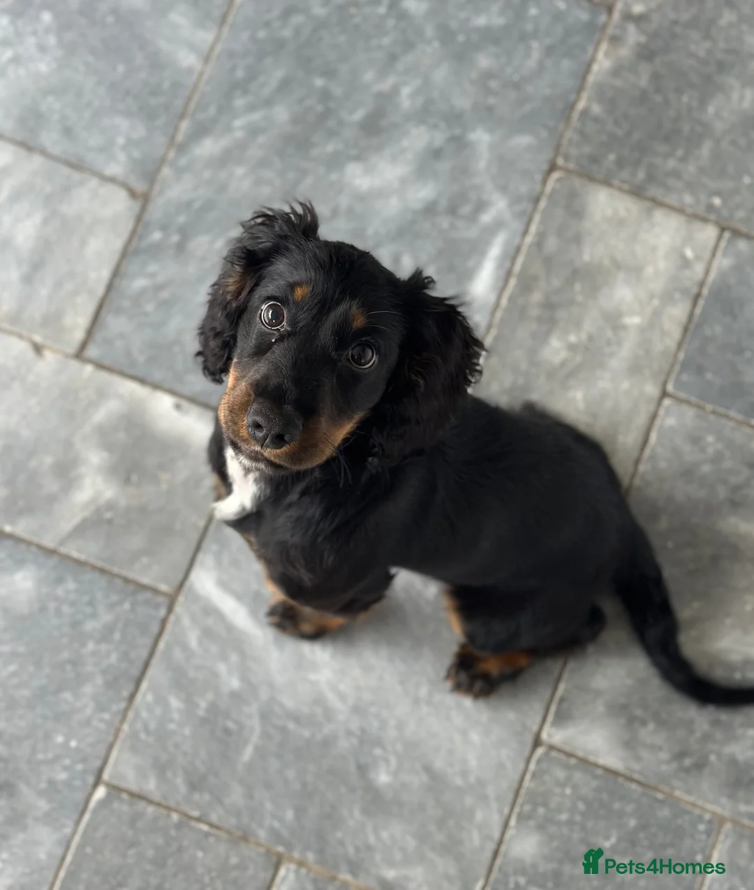 Cocker Spaniel dogs for sale: KC female working cocker  - Advert 1