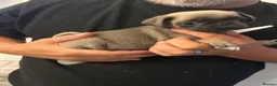 Pug dogs for sale: Beautiful Pug Puppies  - Advert 14