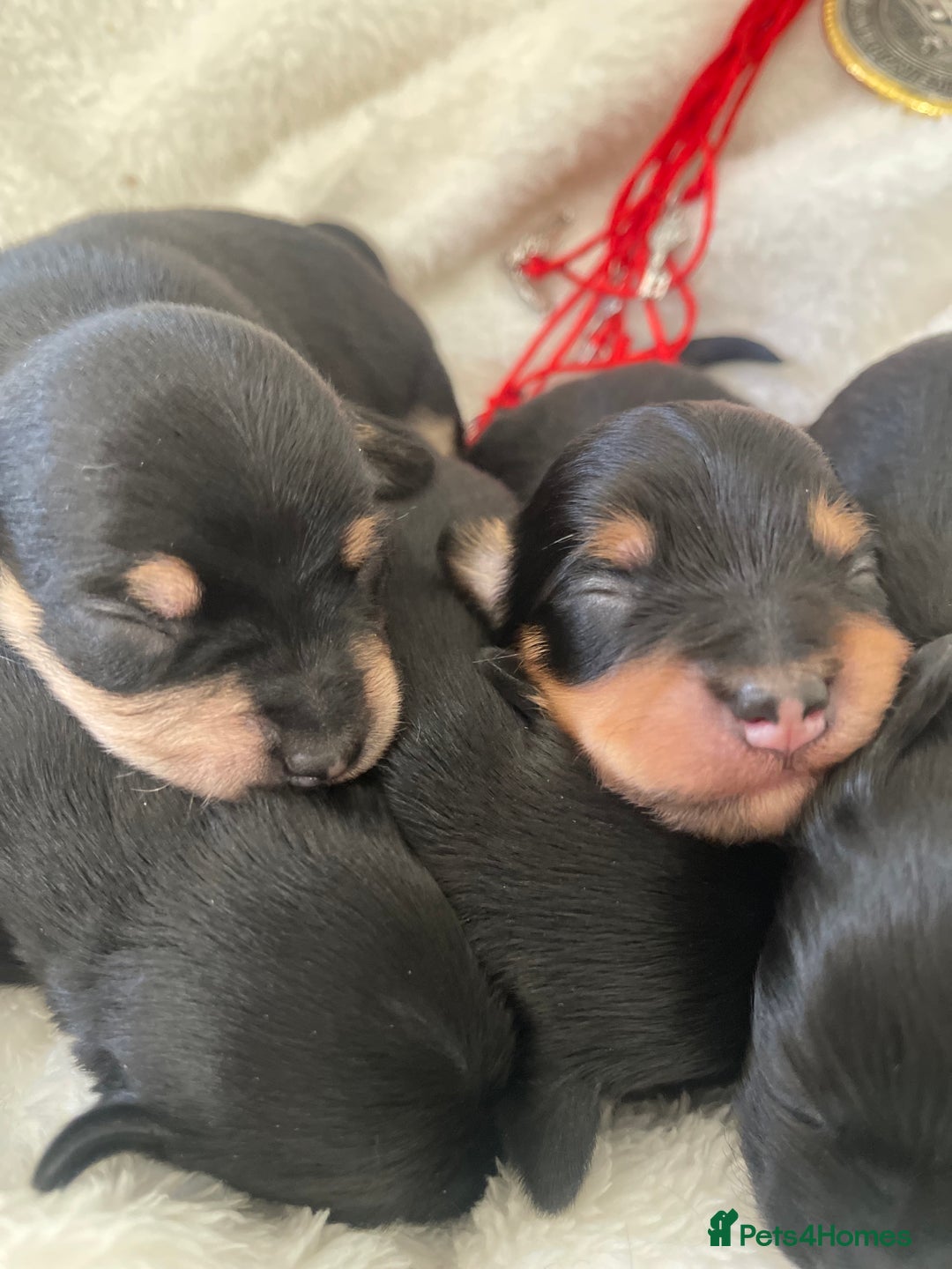 Jackapoo dogs for sale: Quality Jackapoo/ Jack Russel Puppies for sale 💌 - Advert 14