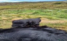 Flat coated Retriever dogs for sale: Flat coat retriever  - Image 20