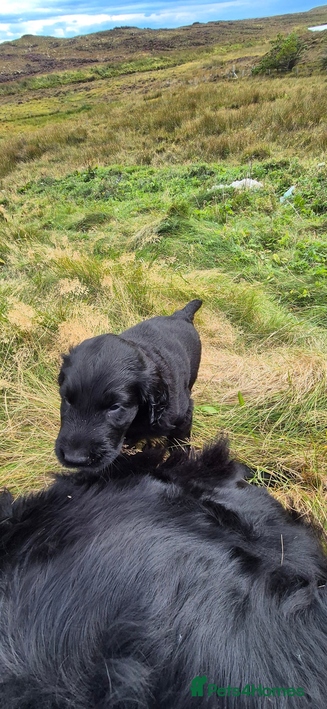 Flat coated Retriever dogs for sale: Flat coat retriever  - Image 20