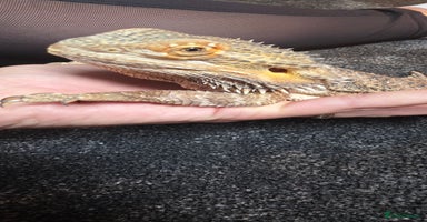 Bearded Dragon reptiles - Advert 7