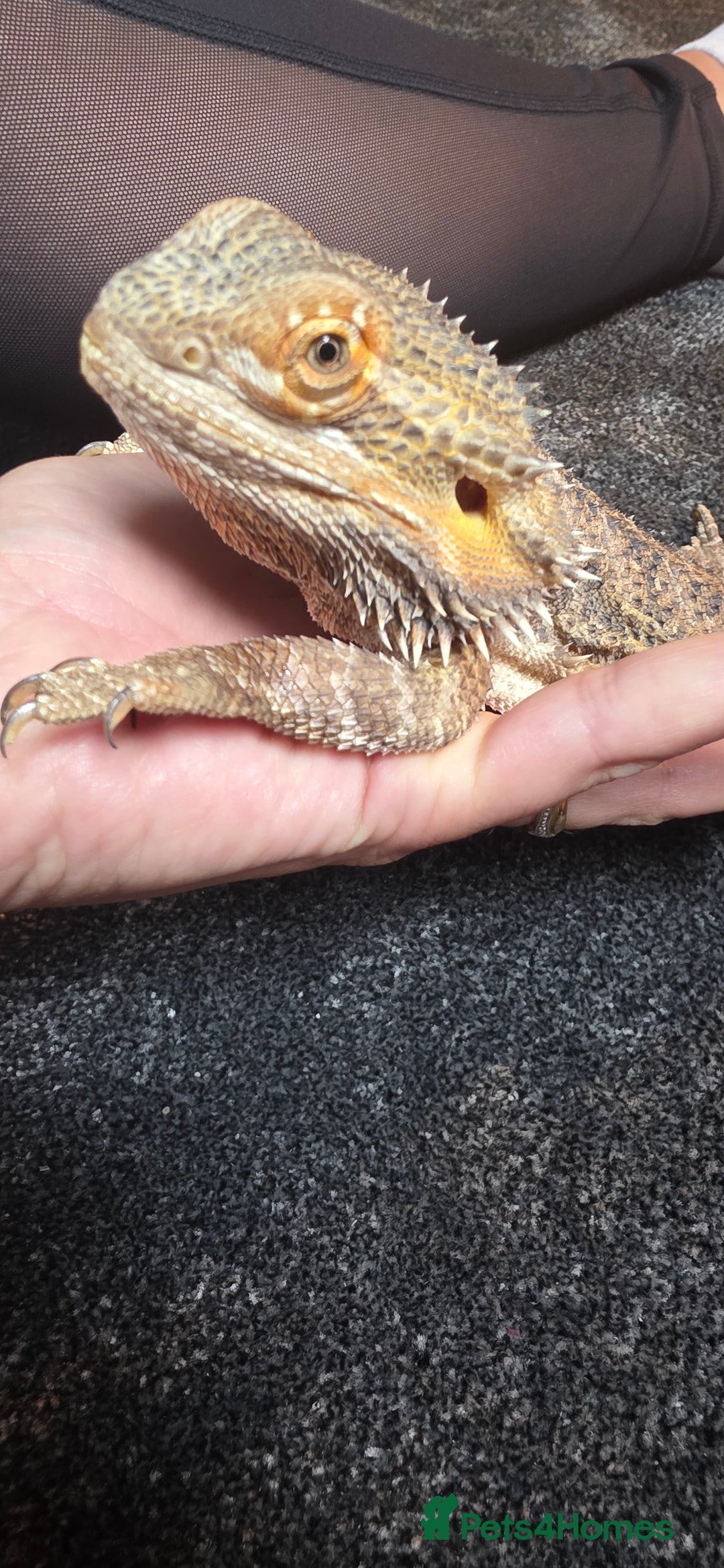 Bearded Dragon reptiles for sale: Travis the Bearded Dragon plus setup  - Image 2