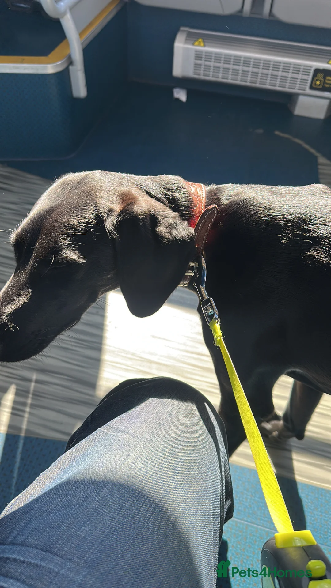 Mixed Breed dogs for sale: Saluki cross  in Mexborough - Advert 2