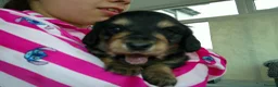 Miniature Dachshund dogs for sale: Stunning litter of Lh mini dachshunds  - Advert 11