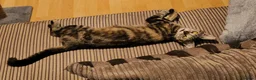 Domestic Shorthair cats for adoption: Rescue Cat Looking for a Forever Home – Meet Chime - Advert 10