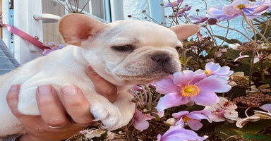 French Bulldog dogs - Advert 8