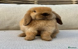 Mini Lop rabbits for sale: Male mini lop for sale - Advert 6