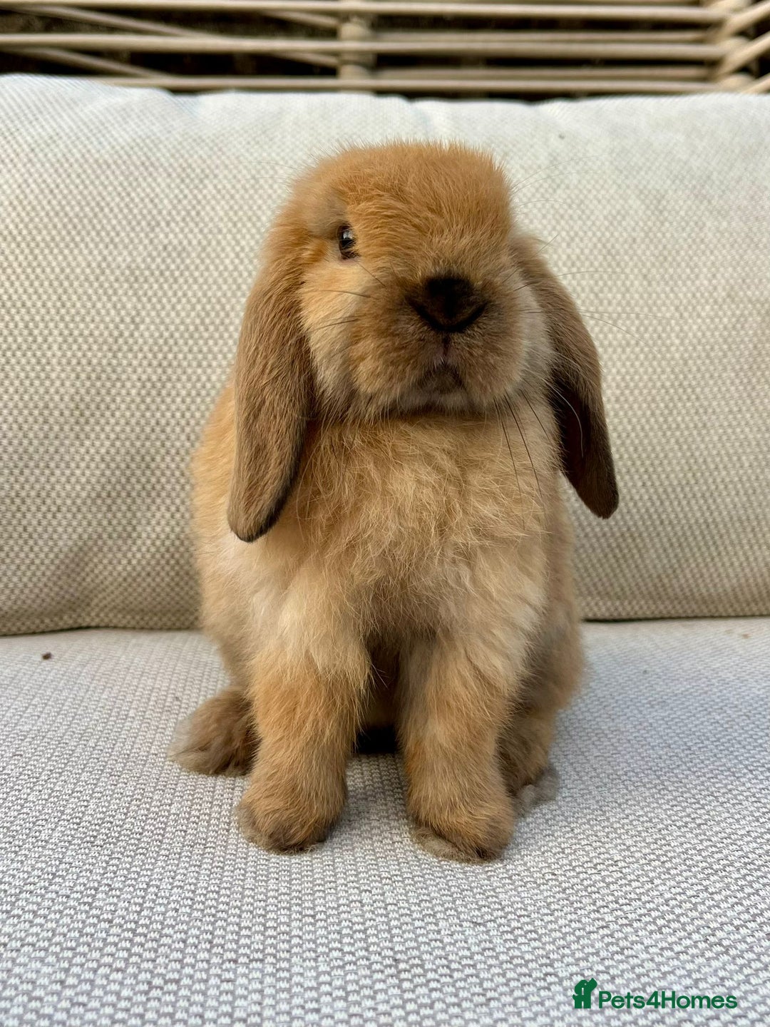Mini Lop rabbits for sale: Male mini lop for sale - Advert 6