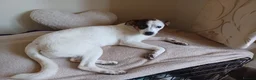 Mixed Breed dogs for adoption: Rainey 🩷 in Bournemouth - Advert 2