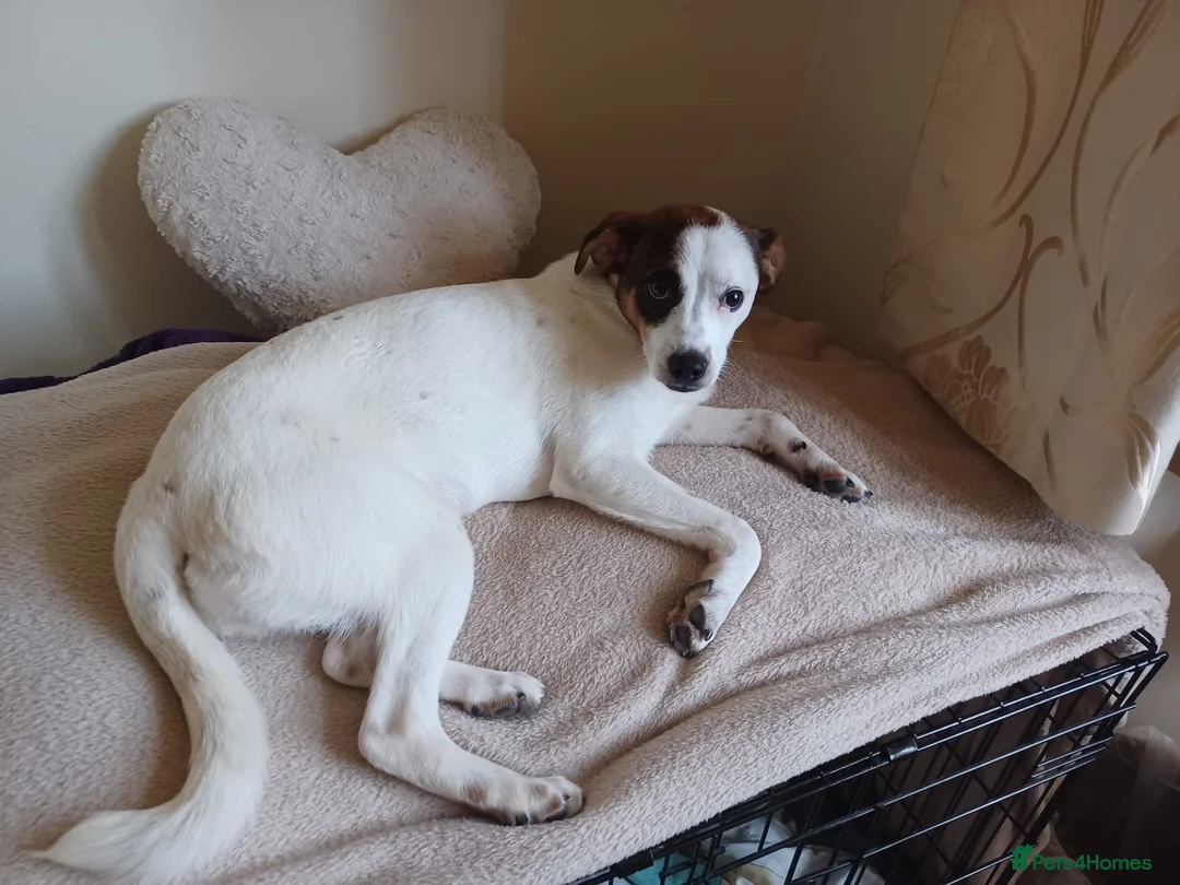 Mixed Breed dogs for adoption: Rainey 🩷 in Bournemouth - Advert 2
