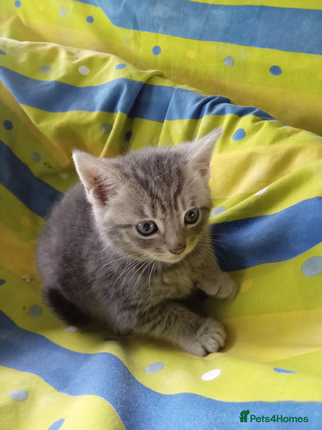 Mixed Breed cats for sale: RAGDOLL CROSSBREED KITTENS - Image 4