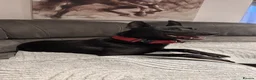 Belgian Shepherd Dog dogs for sale: Belgian Malinois for sale - Advert 2