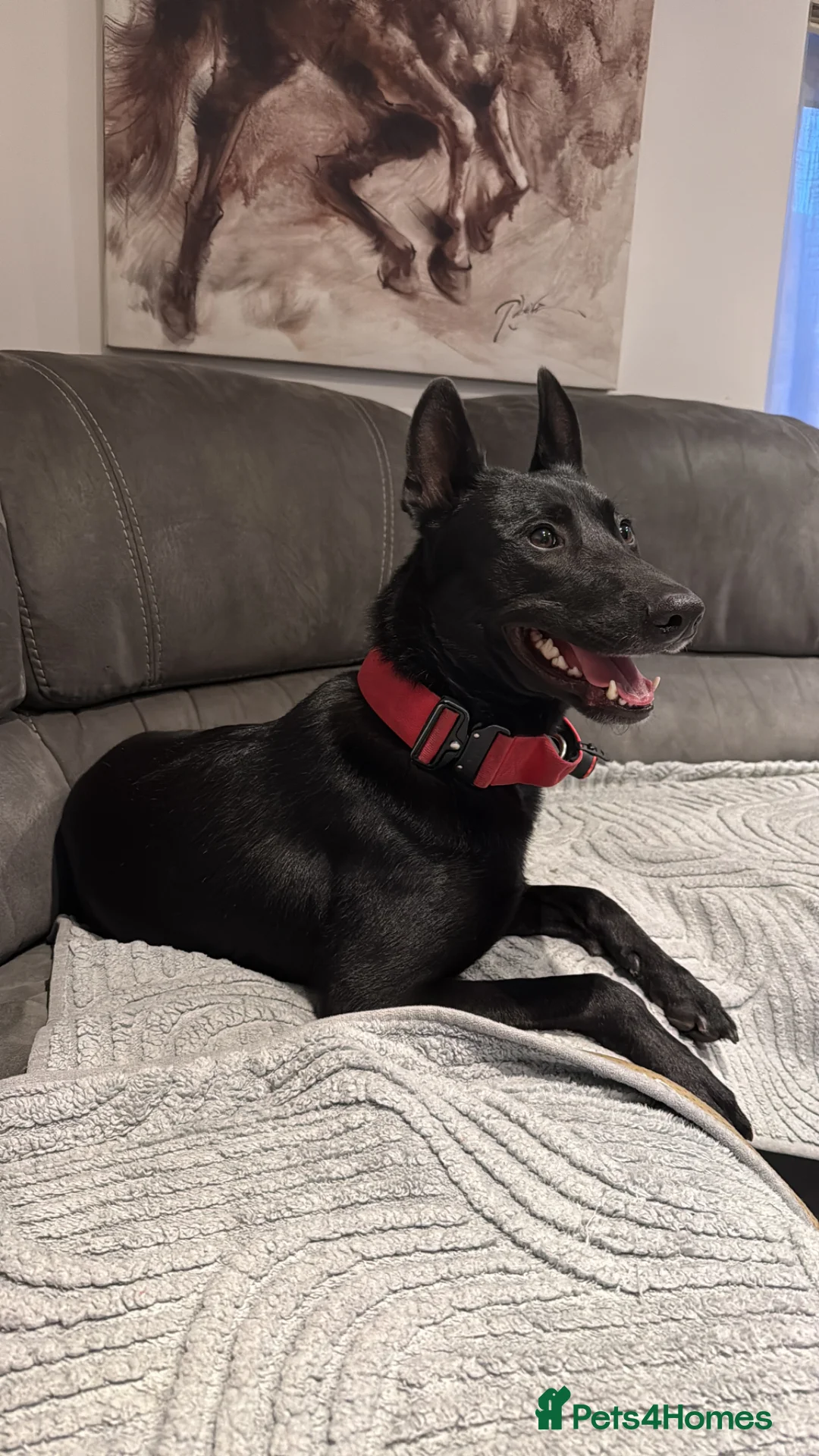Belgian Shepherd Dog dogs for sale: Belgian Malinois for sale - Advert 2