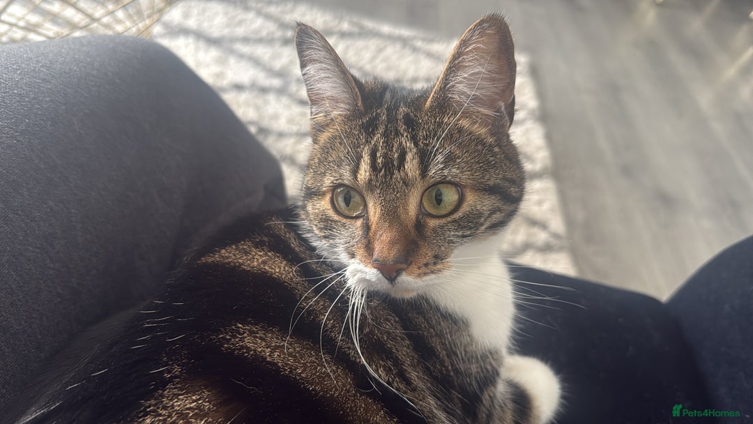 Mixed Breed cats for sale: ✨ Loving 2-Year-Old Cat Seeking Forever Home ✨ - Image 6