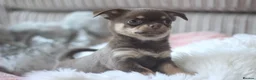 Chihuahua dogs for sale: OUTSTANDING QUALITY KC REG CHIHUAHUA PUPPIES 🐶🤎 - Advert 9