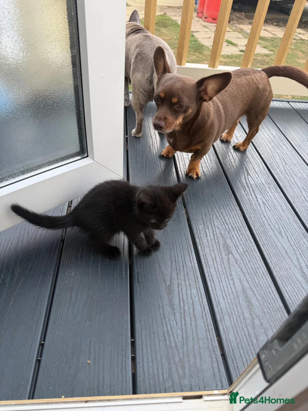 Mixed Breed cats for sale: 2 male ginger and 1 female black Kittens - Advert 11