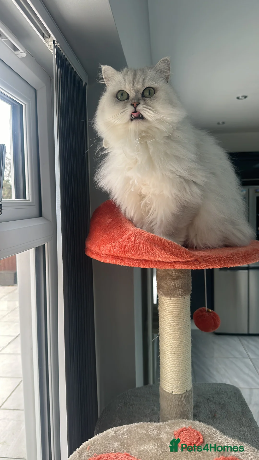 Persian cats for stud: Handsome grey tipped cat FOR STUD ONLY in Birmingham - Advert 6
