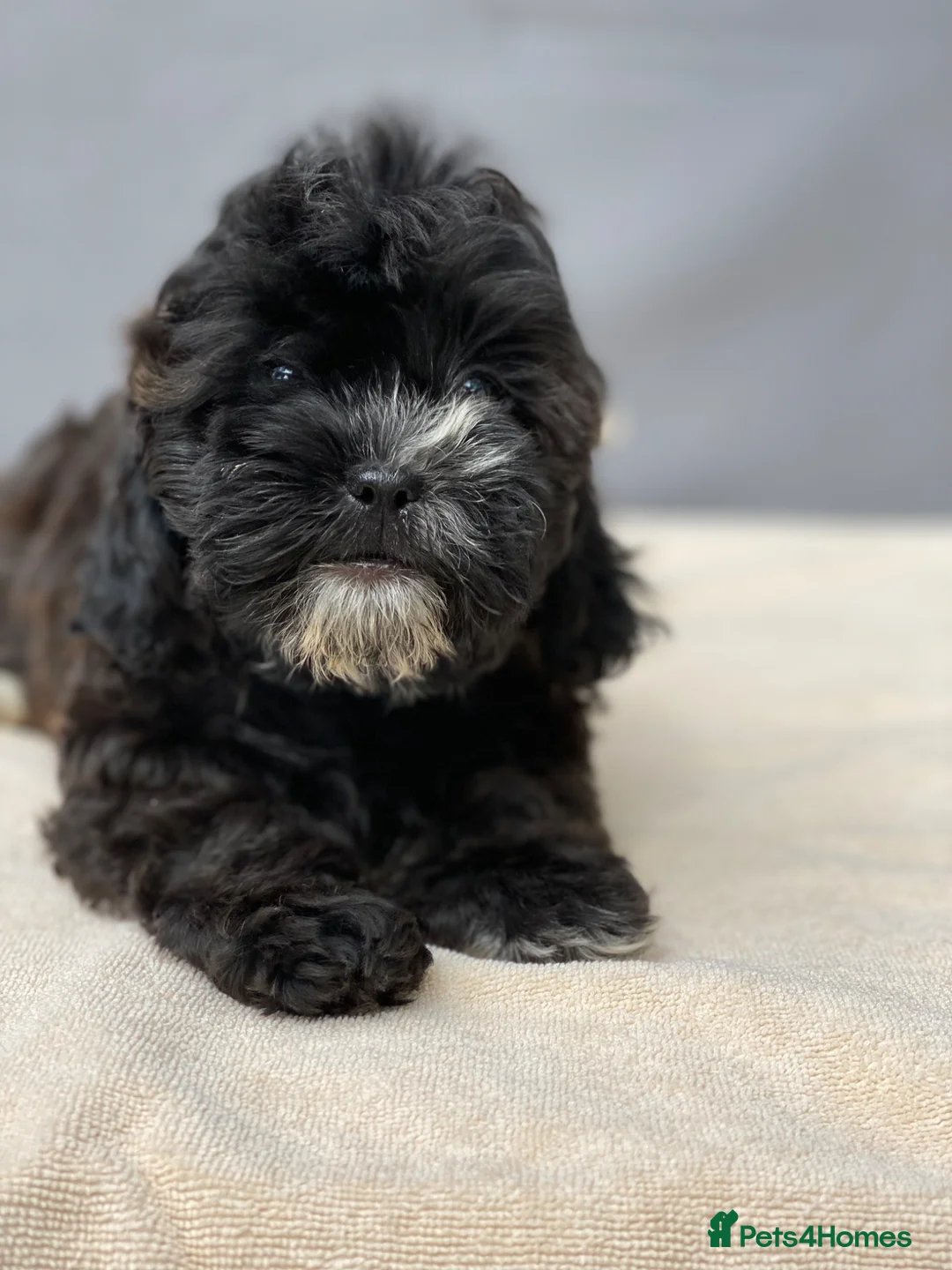 Shihpoo dogs for sale: Health Tested,READY TO GO - Advert 2