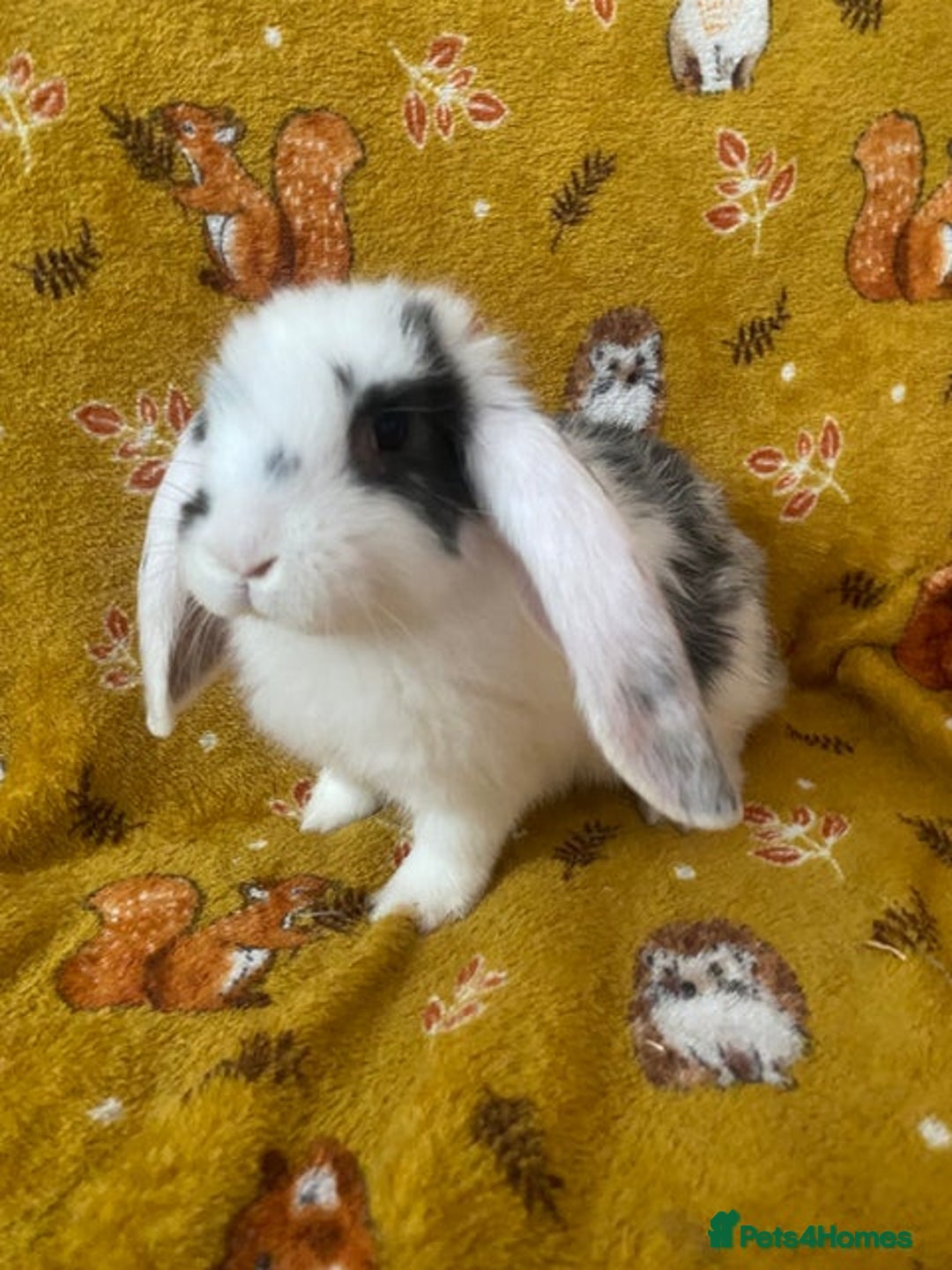 French Lop rabbits for sale: Beautiful  French Lops  (BRC) - Advert 13