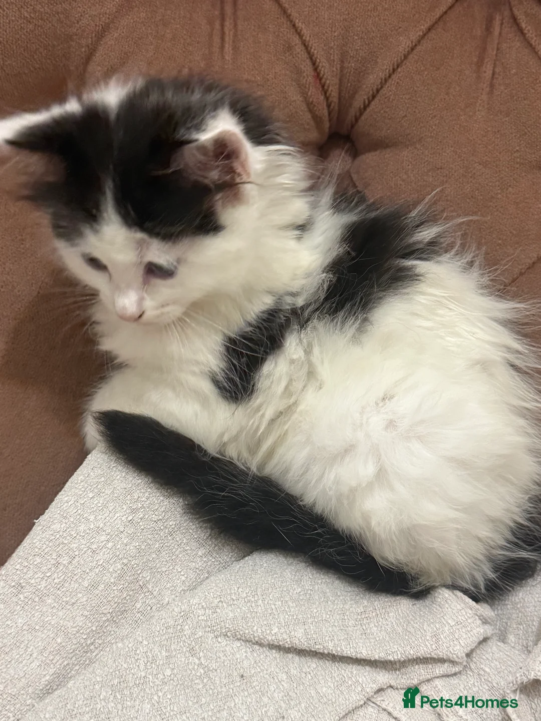 Mixed Breed cats for sale: Kittens - Advert 9
