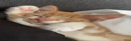 Mixed Breed cats for sale: 2 8 week old kittens and a 5 month old kittens  - Advert 6