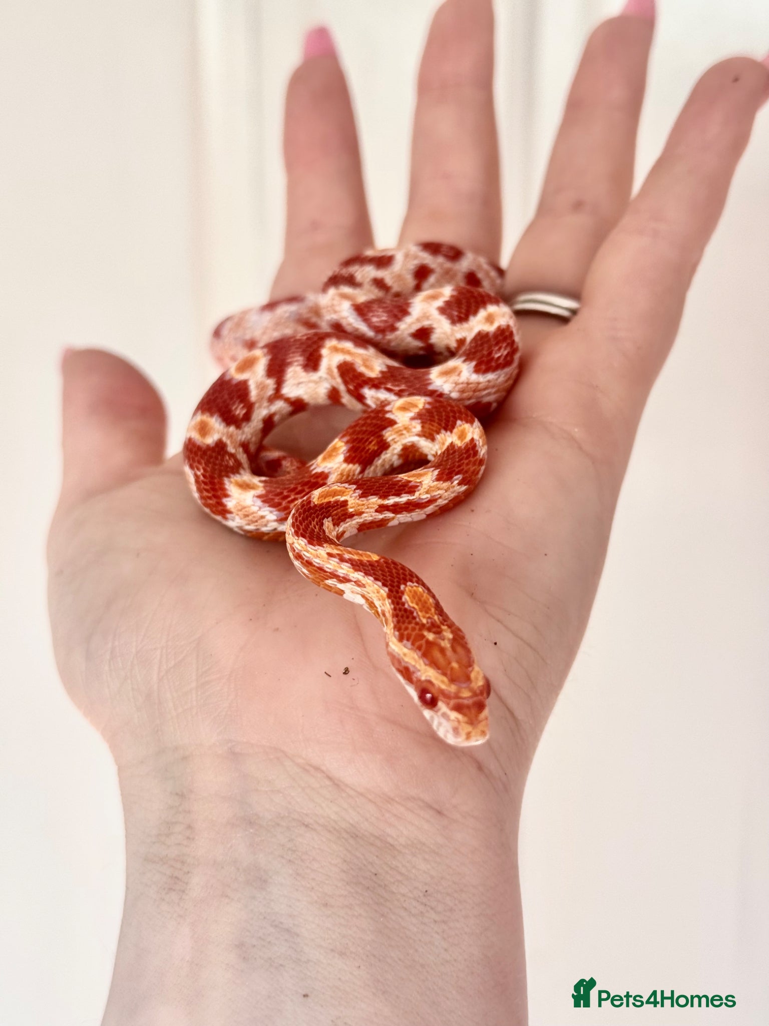 Corn Snake reptiles  Corn Snake baby cutie - Suspected female - Advert 1