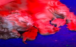 Cockapoo dogs for sale: F1 Miniature Cockapoo puppies  - Image 14