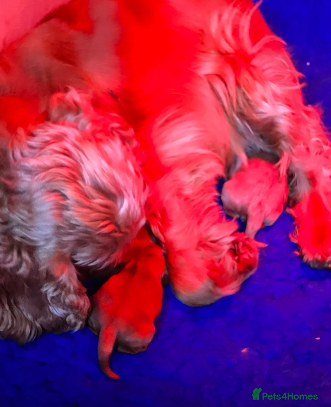 Cockapoo dogs for sale: F1 Miniature Cockapoo puppies  - Image 14