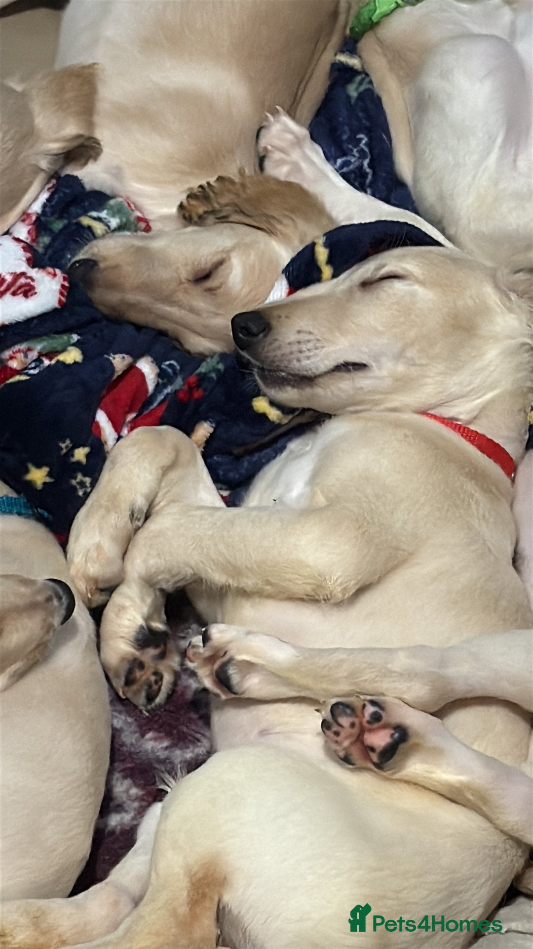 Saluki dogs for sale: Saluki 2 big boys left reduced £ - Advert 24