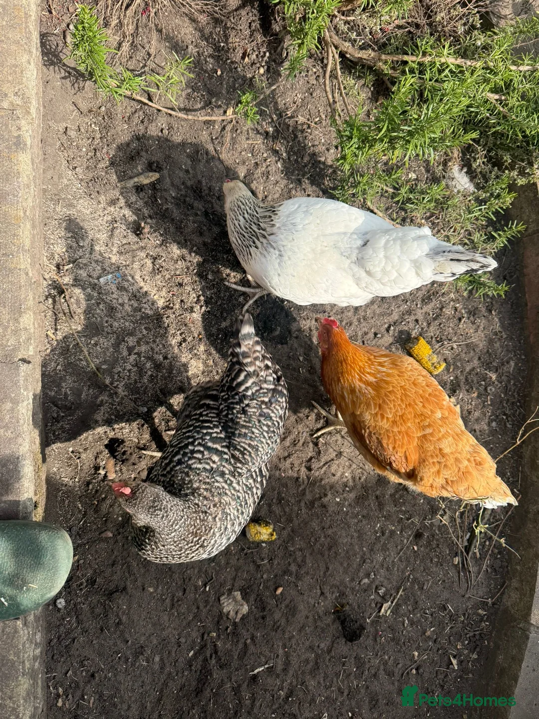 Chickens poultry for sale: 3 Hens – Sussex, Brown Ranger & Cuckoo Marans in New Malden - Advert 2