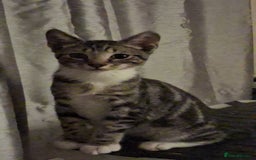 Mixed Breed cats for sale: 9 week old kittens - Image 4