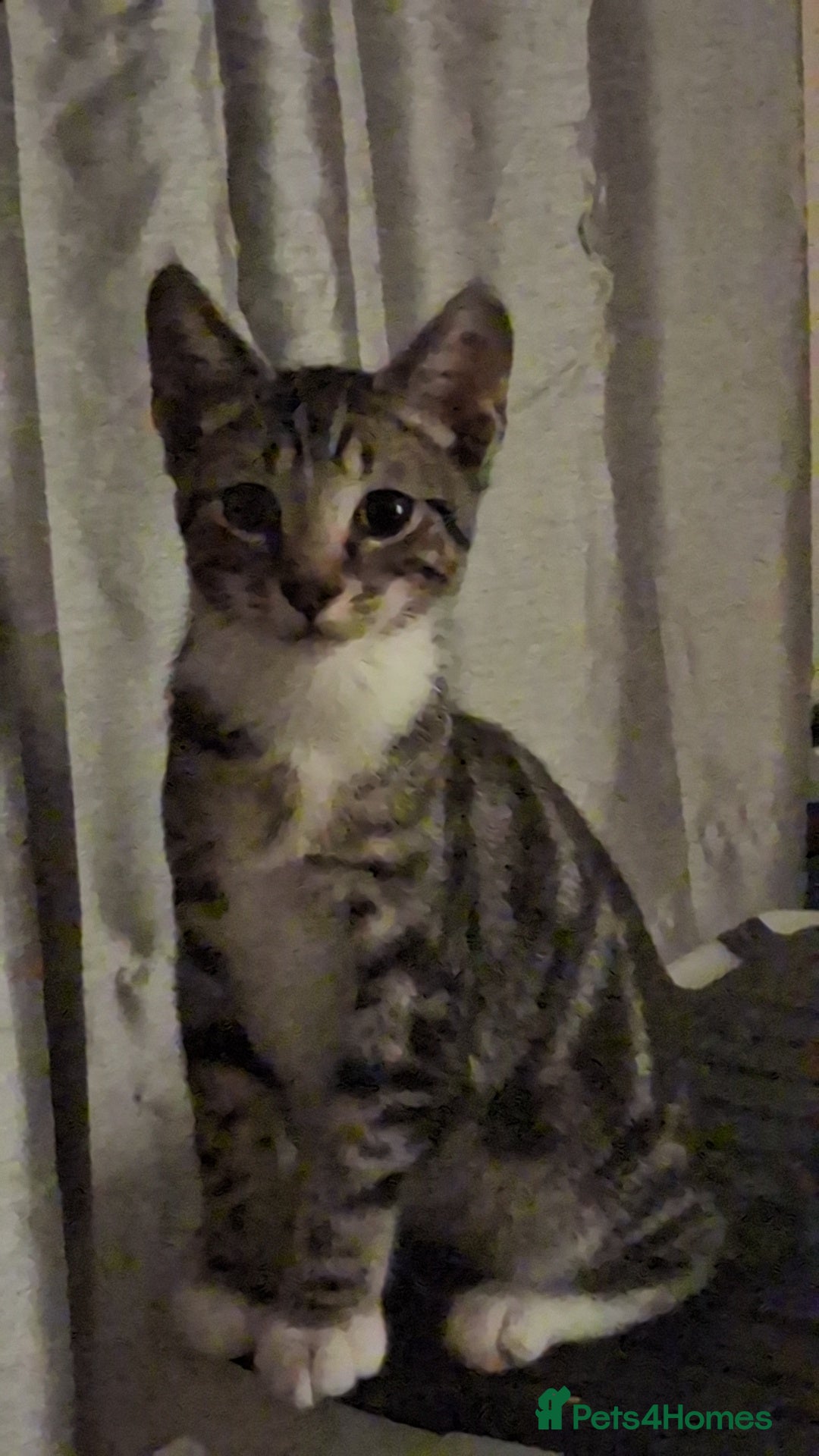 Mixed Breed cats for sale: 9 week old kittens - Image 4