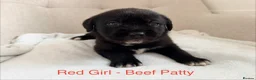Mixed Breed dogs for sale: EXCLUSIVE LITTER: F1 Old English Bordeaux Puppies! - Advert 20