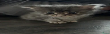 Obie 