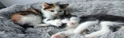 Mixed Breed cats for sale: 4 beautiful kittens ready for new homes  - Advert 12