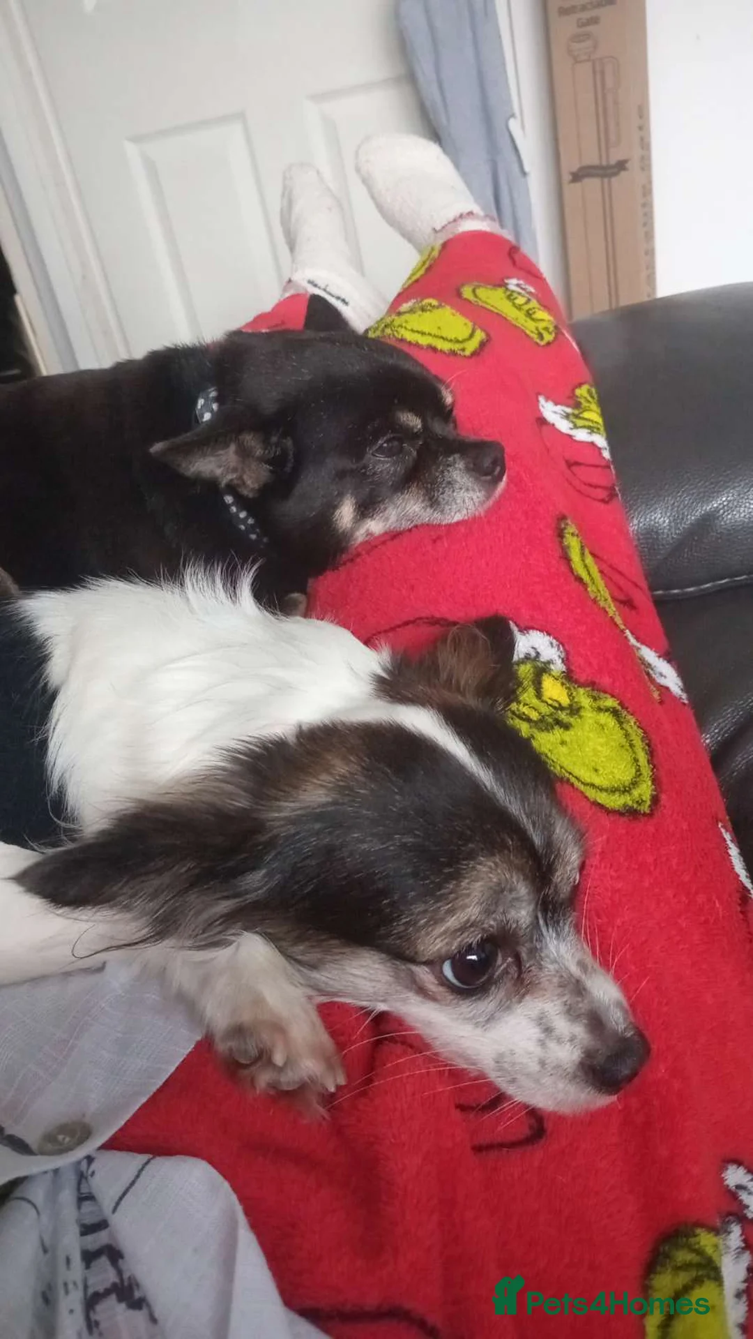 Chihuahua dogs for sale: 5 chihuahua puppies - Advert 12