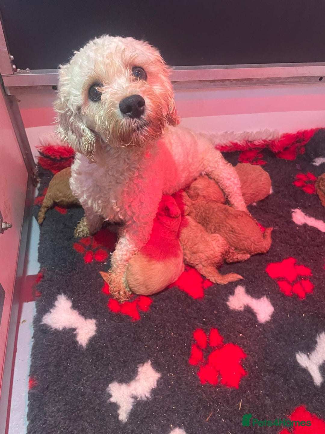 Cavachon dogs for sale: Cavapoochon puppies 💕 - Advert 15