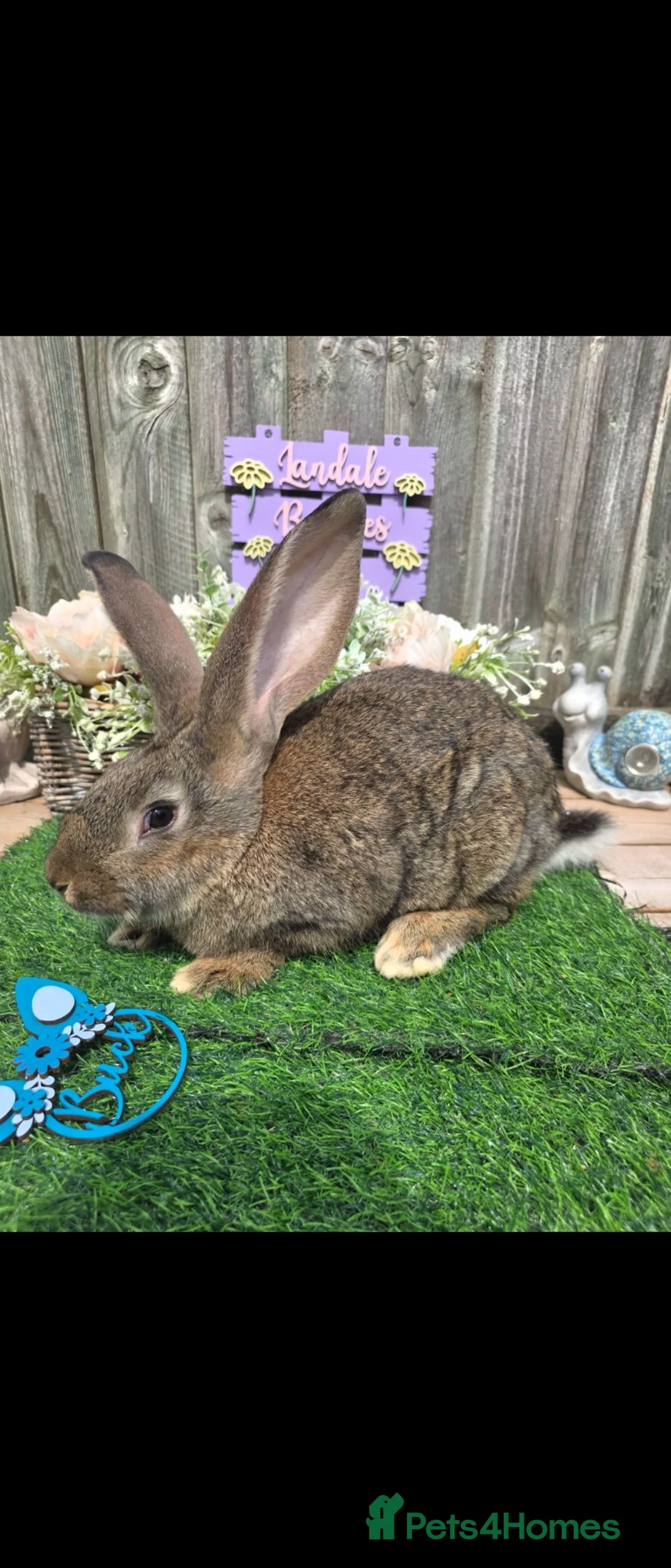 Continental Giant rabbits for sale: UNRELATED Doe & Buck available.  - Advert 4