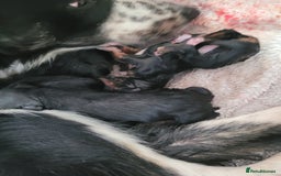 Mixed Breed dogs for sale: Border collie x irish petter puppies - Image 6