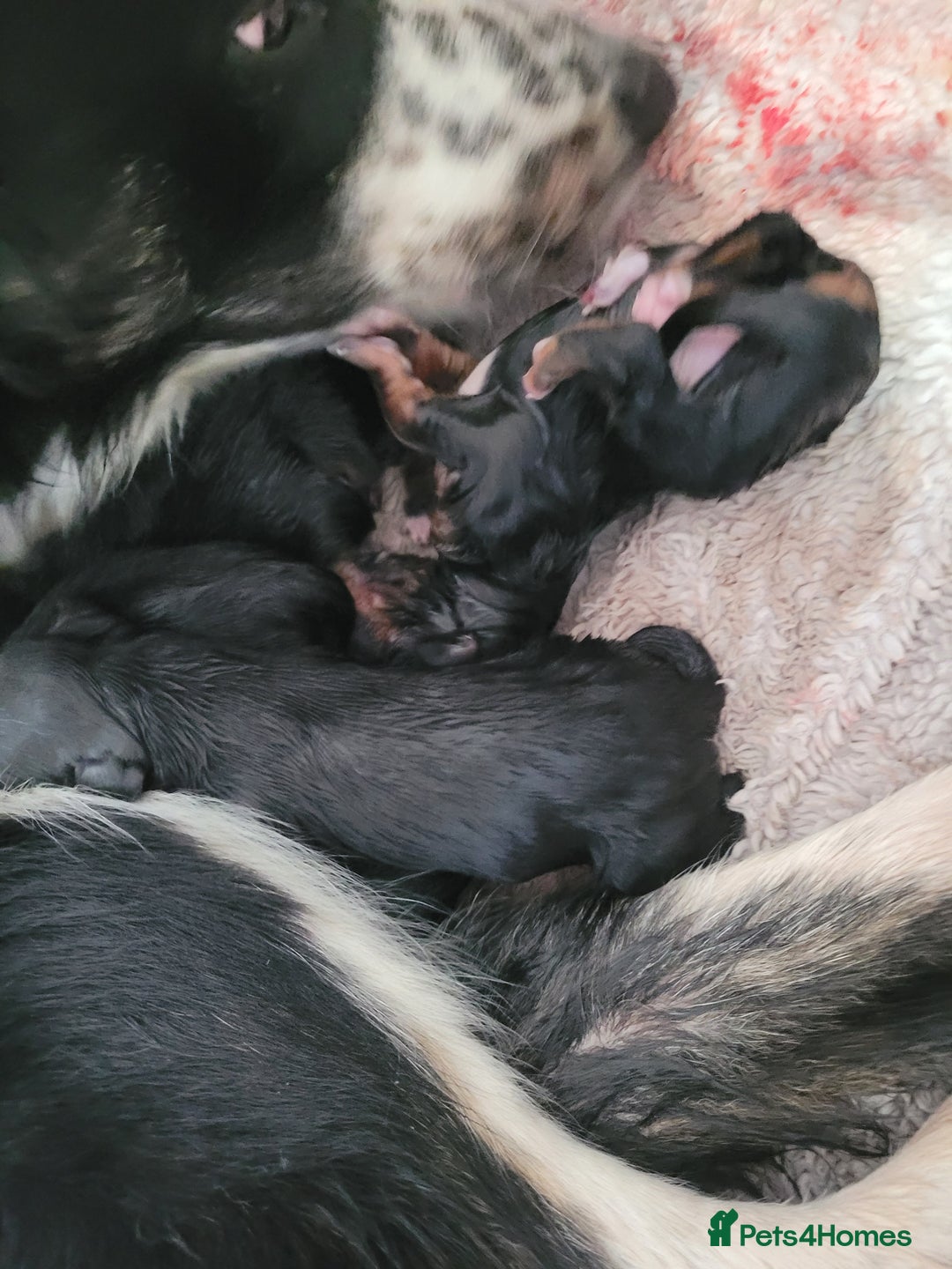 Mixed Breed dogs for sale: Border collie x irish petter puppies - Image 6