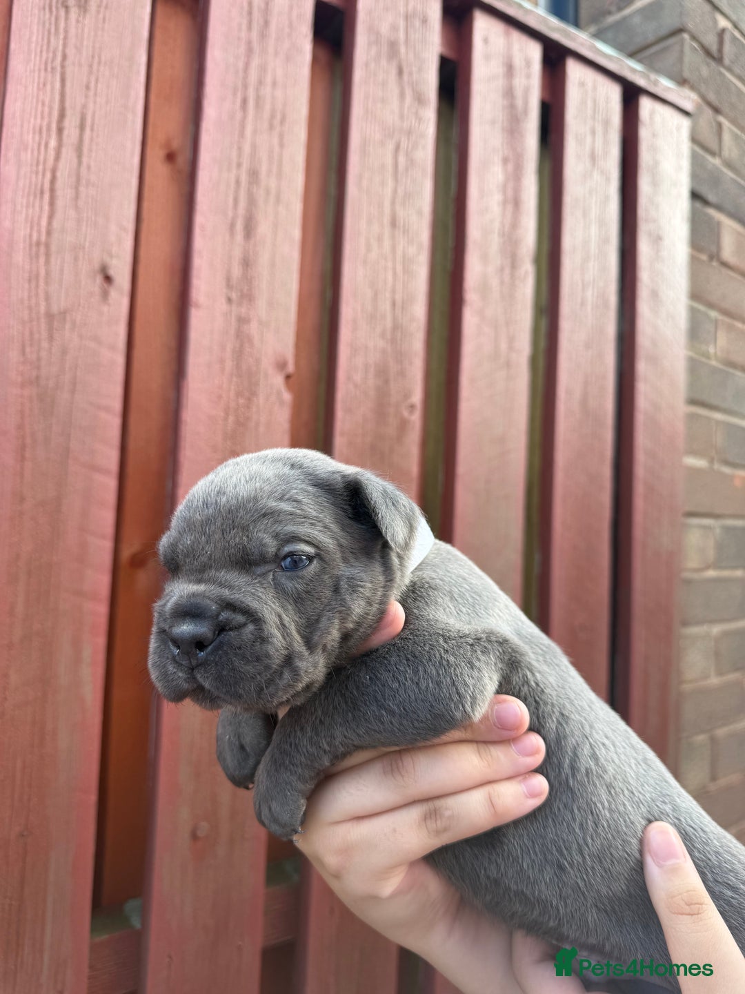 Cane Corso dogs for sale: cane corso pups - Image 4