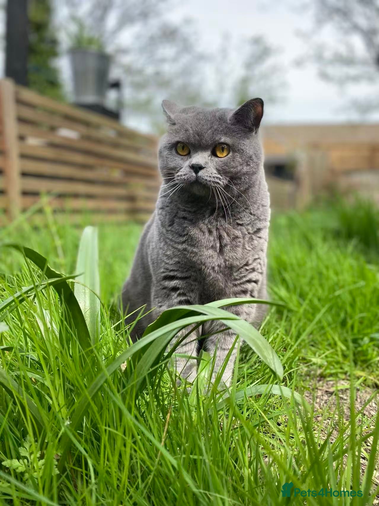 British Shorthair cats British shorthair male cat in London (6 years old) - Advert 5