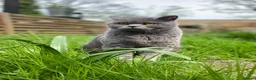 British Shorthair cats for sale: British shorthair male cat in London (6 years old) in London - Advert 1