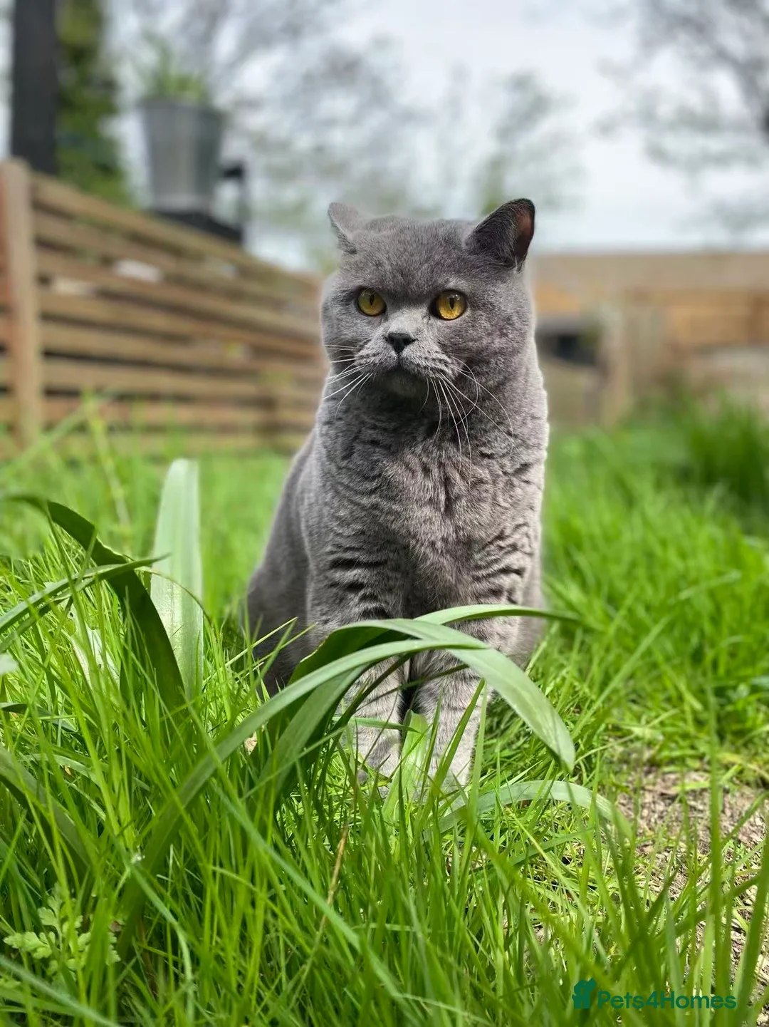 British Shorthair cats for sale: British shorthair male cat in London (6 years old) in London - Advert 1