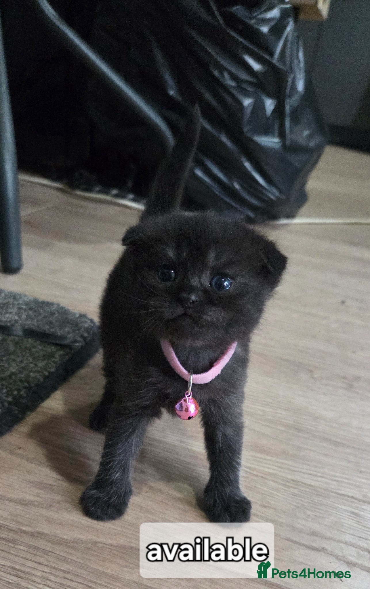 British Shorthair cats British Short Hair/ Scottish Fold LAST 2 GIRLS - Advert 6