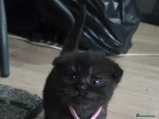 British Shorthair cats British Short Hair/ Scottish Fold LAST 2 GIRLS - Advert 3