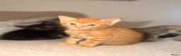 Domestic Shorthair cats for sale: Ginger Domestic short hair - Advert 6