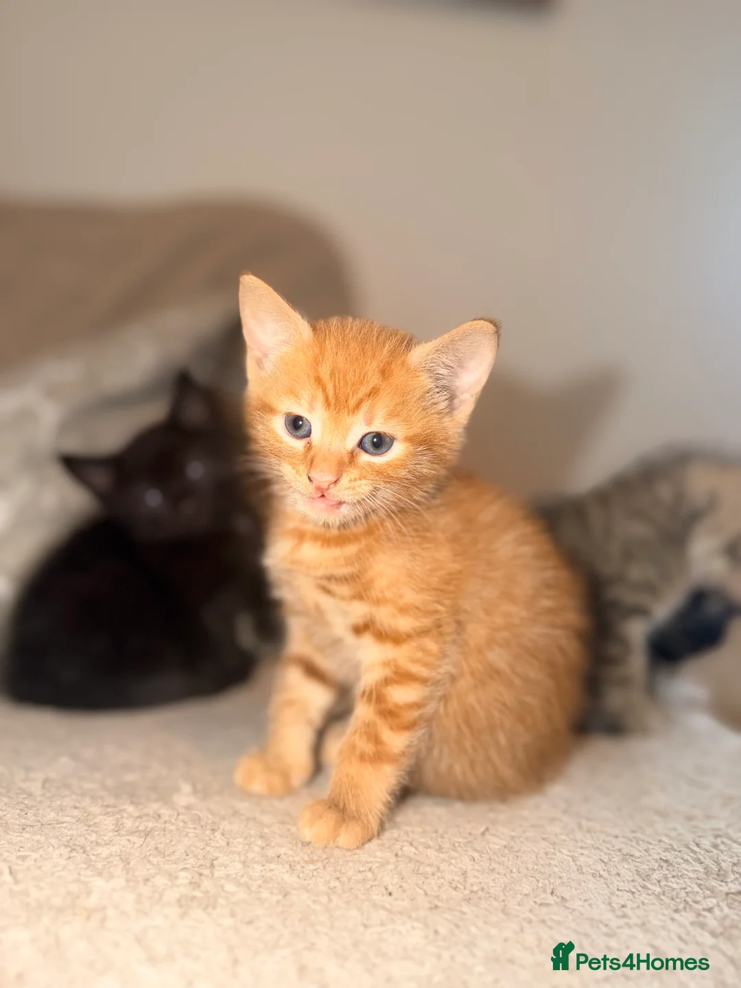 Domestic Shorthair cats for sale: Ginger Domestic short hair - Advert 6