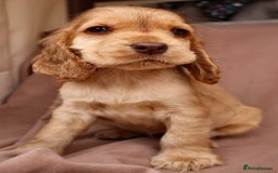Cocker Spaniel dogs for sale: Stunning SHOW cockers READY TO LEAVE  - Image 14